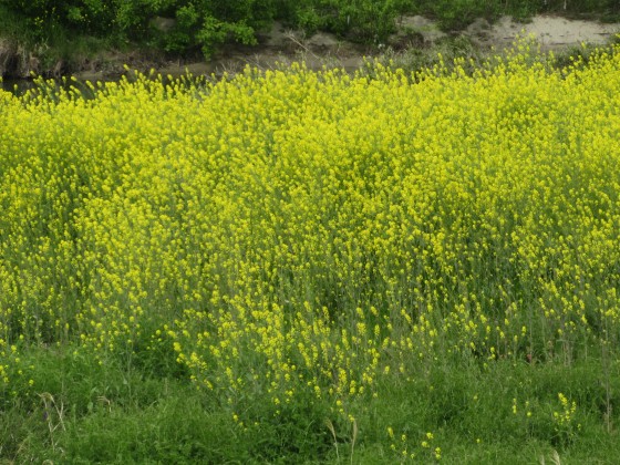 2019-04-17_1013_セイヨウカラシナ_IMG_8080_s.JPG