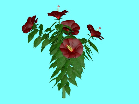 hibiscus_fbx_obj_e3_Red_without_Vase_w560h420q10.jpg