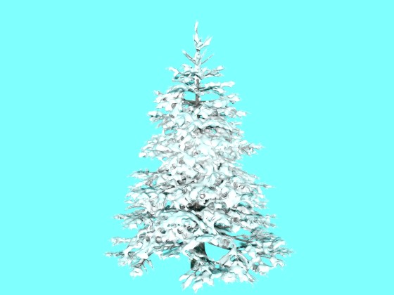 Snowy Pine