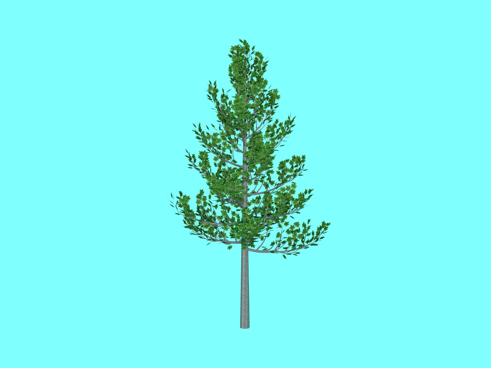  Free3D.comからダウンロードした樹木の3Dモデリングデータ、"Maple Tree" 