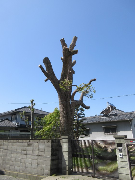 クスノキの大木が強剪定されて丸坊主になっていた | KOKAのつぶやき