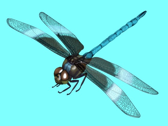 Nature s Helicopter The Dragonfly free nsect Inspector Free low-poly 3D model