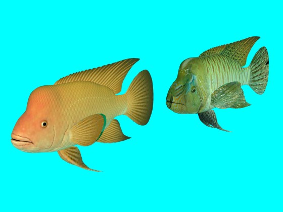 Humphead Fish 3D Model
