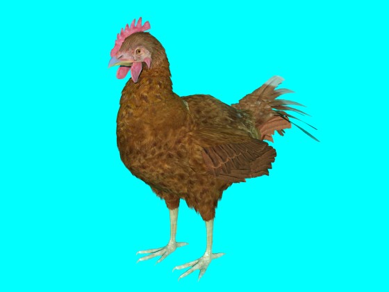 Farm Favorite 3D free Chicken The Egg Producer