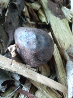 DCF00381.jpg
