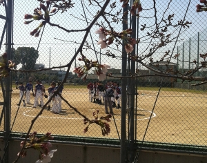 20170403金岡桜
