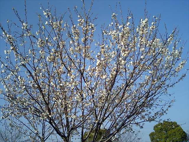 2008年桜