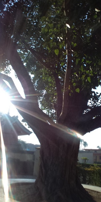 Bodhi tree at Japanese temple