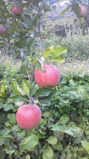 2013102920420000.jpg