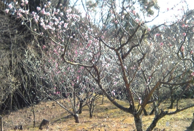 岩津天満宮梅園・11-2-26