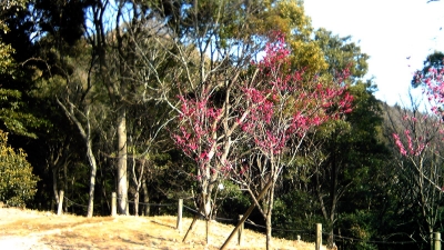 岩津天満宮梅園・11-2-26 紅と緑