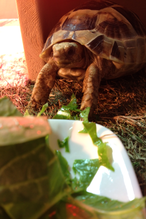 イッヒフンバルトデルウンチ 亀田部長の生活