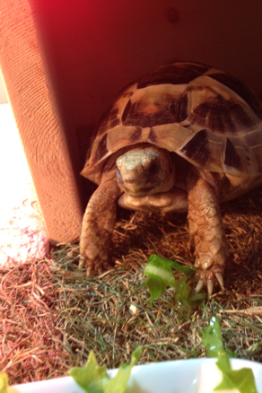イッヒフンバルトデルウンチ 亀田部長の生活