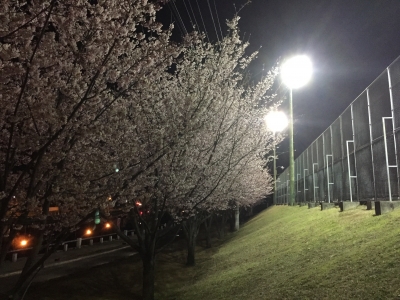 蜂須賀桜