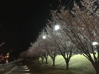 蜂須賀桜