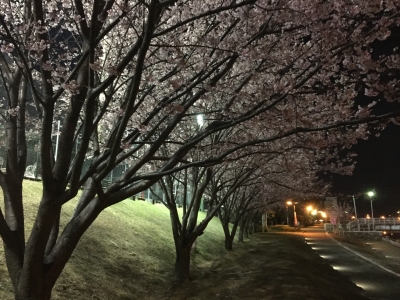 蜂須賀桜