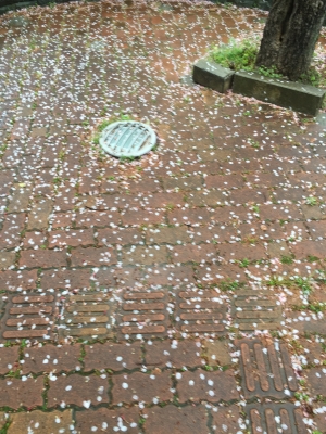 桜