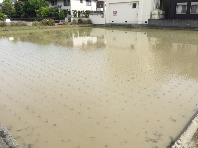 田
