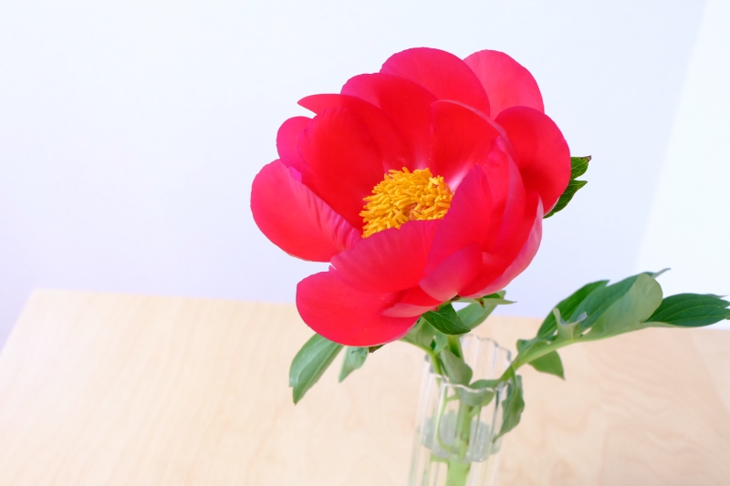 芍薬 シャクヤク 花を楽しむブログ
