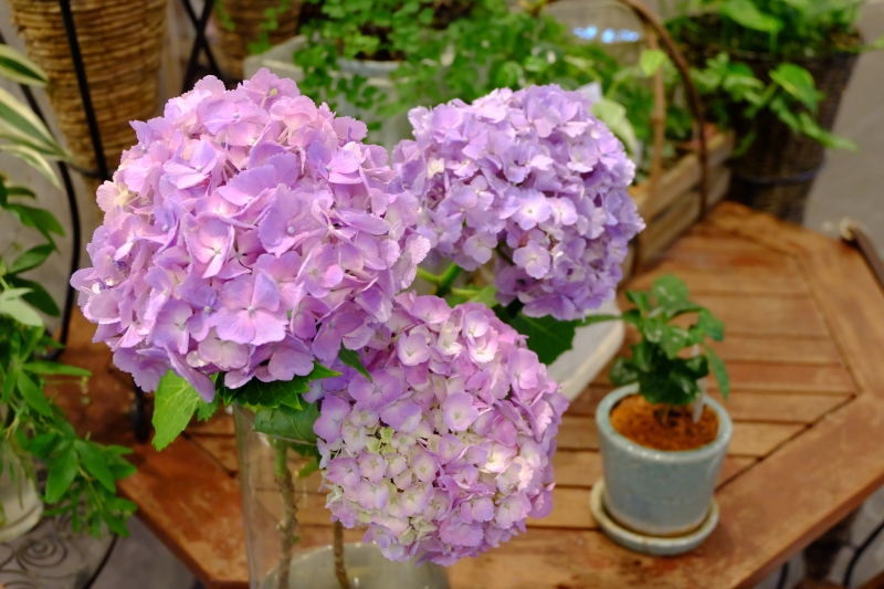 紫陽花（アジサイ） | 花を楽しむブログ