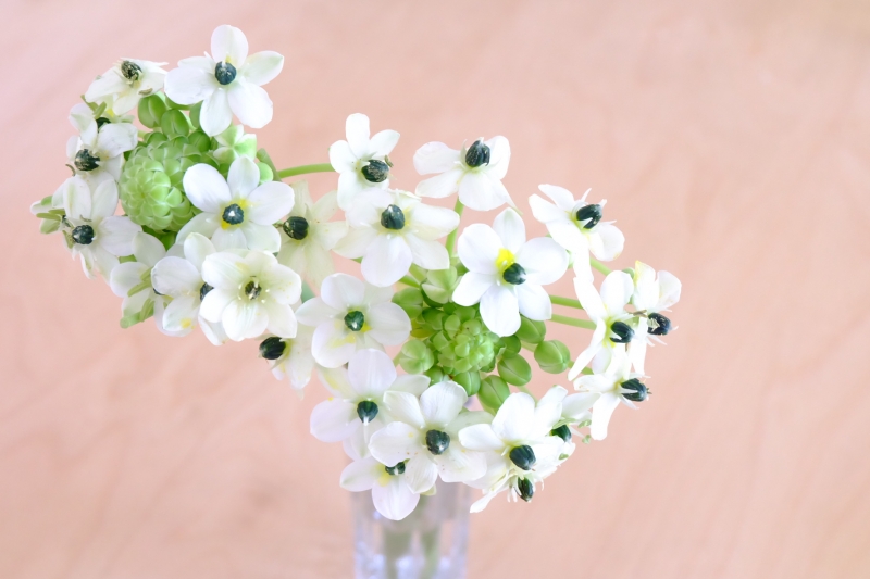 オーニソガラム サンデルシー 花を楽しむブログ
