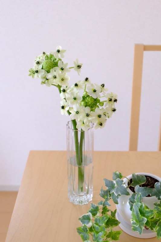 オーニソガラム サンデルシー 花を楽しむブログ
