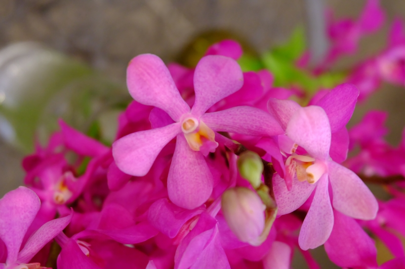 モカラ 花を楽しむブログ