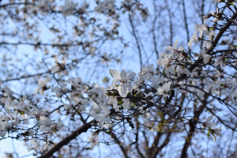 辛夷 コブシ 花を楽しむブログ