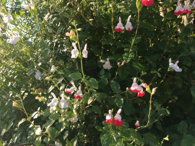 チェリーセージ 花を楽しむブログ