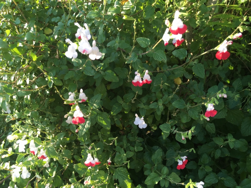 チェリーセージ 花を楽しむブログ