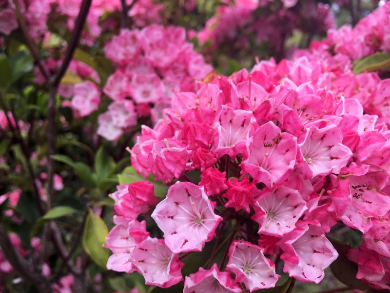 カルミア 花を楽しむブログ