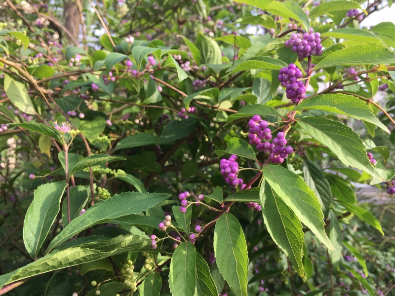 コムラサキ 花を楽しむブログ