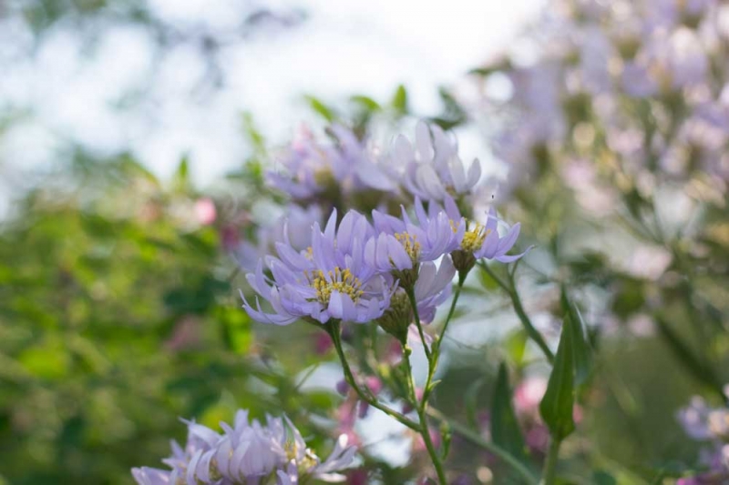紫苑 シオン 花を楽しむブログ