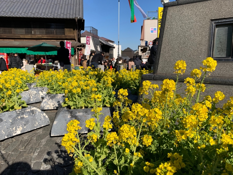 菜の花 花を楽しむブログ