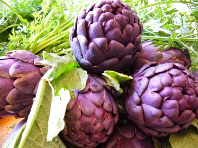 紫アーティチョークの種子販売のお知らせ Marche Aozora Blog