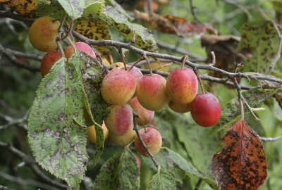 セイヨウスモモ ワイルドプラム プルーン の種子販売のお知らせ Marche Aozora Blog