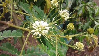 アルビジア・アディアンシフォリア（フラットクラウン）の種子