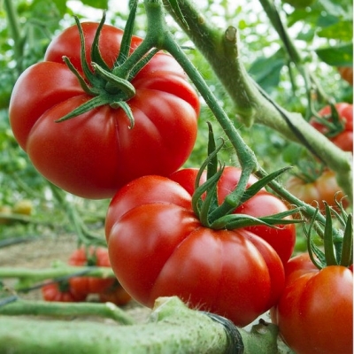 マーマンデスーパープレコーストマトの種子