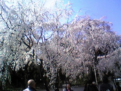 しだれ桜 春