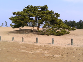 砂丘の一里松