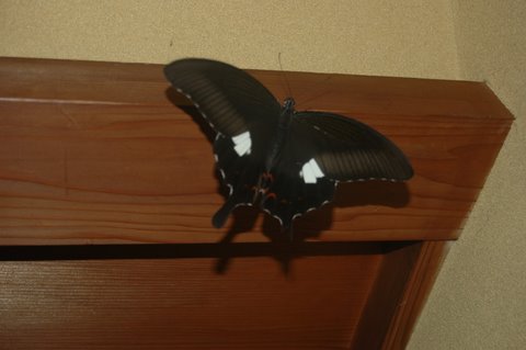 玄関の蝶 2