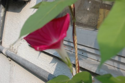 朝顔
