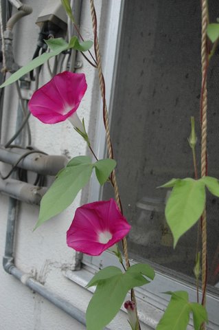 朝顔