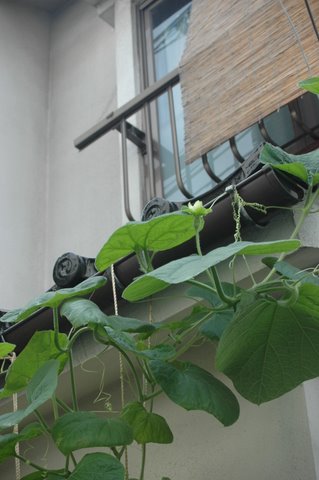 瓢箪のつる