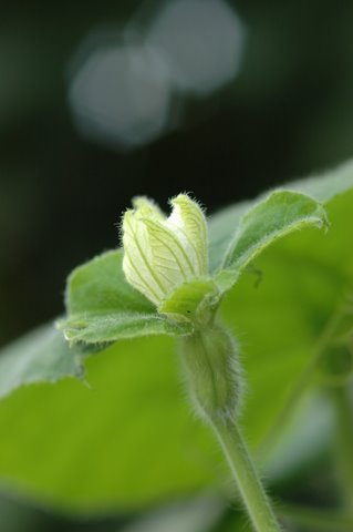 瓢箪の花