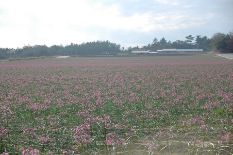ラッキョウ畑