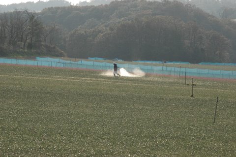ラッキョウ畑 4