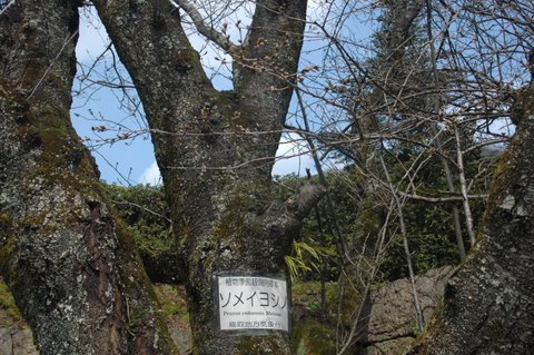 桜の基準木