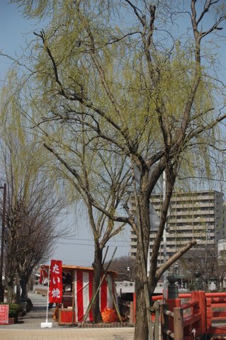 花見橋の柳(新芽)