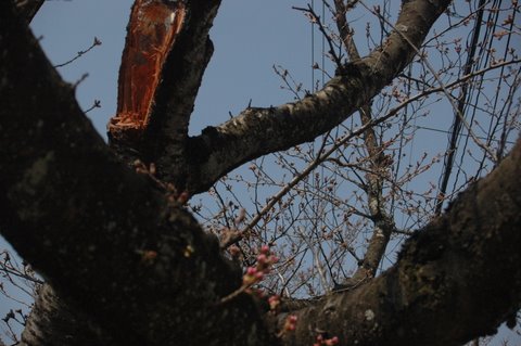 土手の桜
